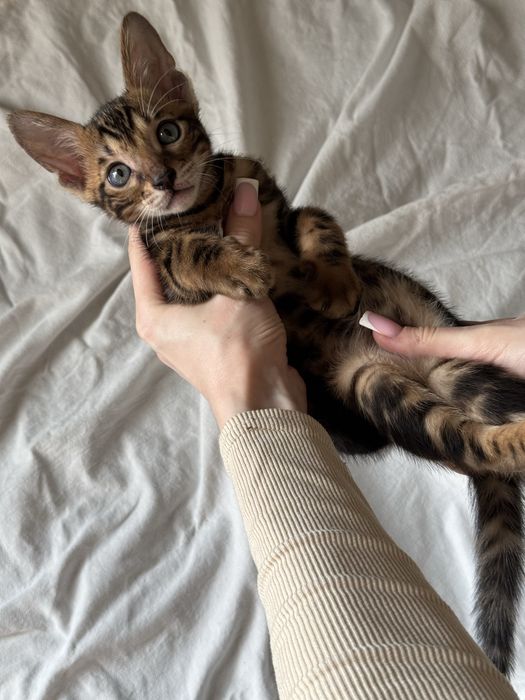 бенгальский котенок