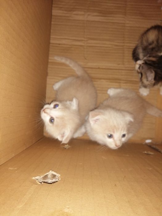 Продаются котята карликовый скотиш - фолд