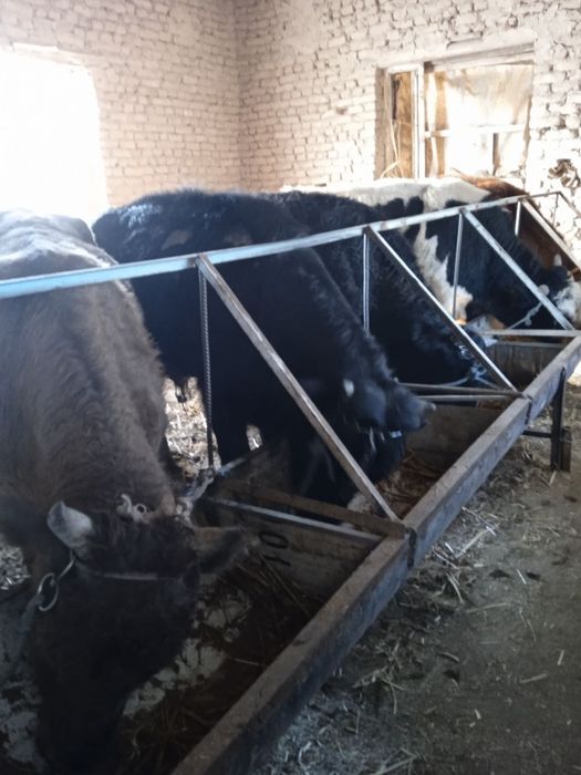 Buqalar sotiladi  har biri 15 miliondan zor