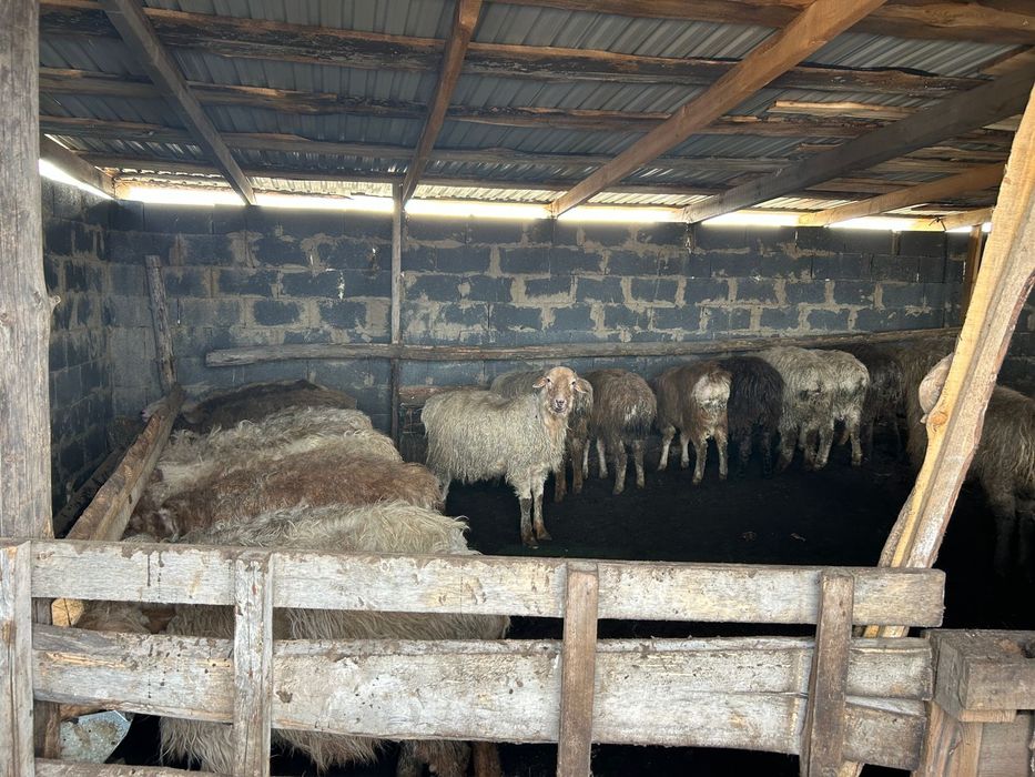 Тоқты баран сатылады