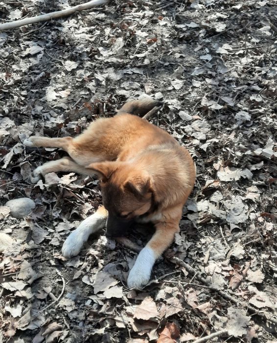 Отдадим в добрые руки