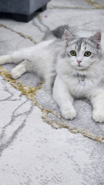 Mushuk sotiladi Scottish straight hey Lund