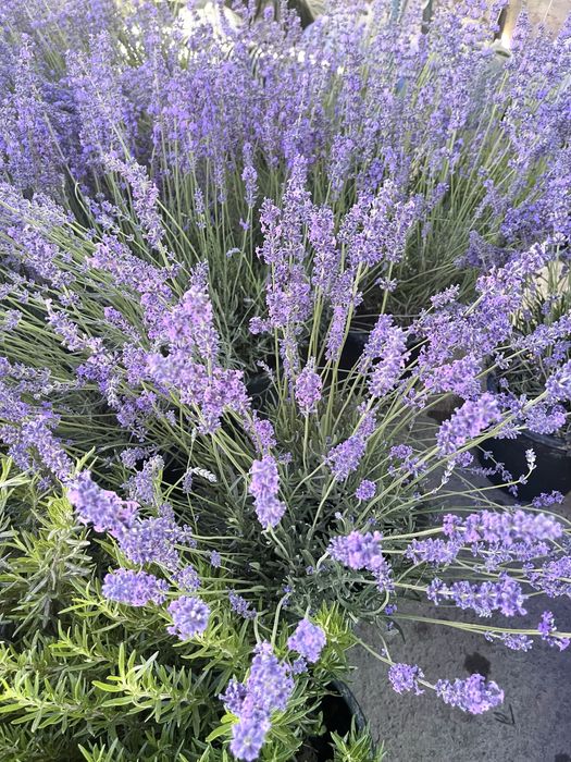 Саженцы лаванды с полей нашей базы