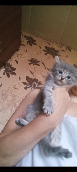Шотланские 1, месяцев.