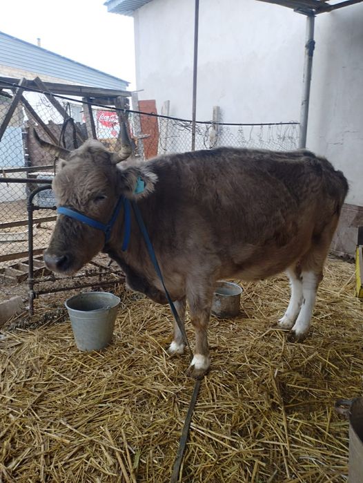 Қысыр сиыр сатылады