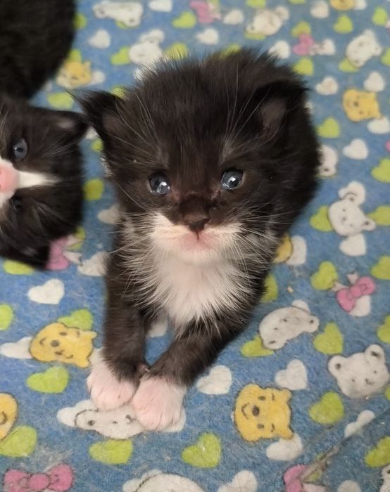 Продам котят Мейкун