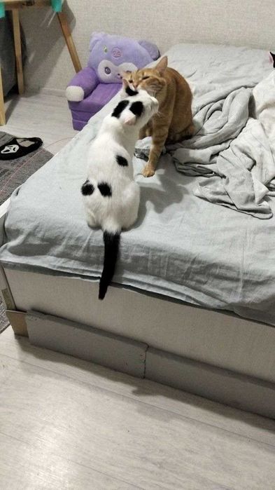 Кошка, стерилизованная