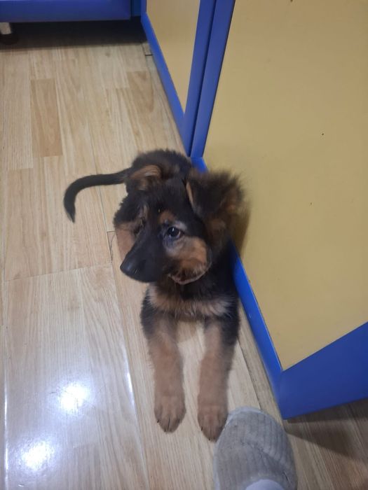 Продам щенка немецкой овчарки