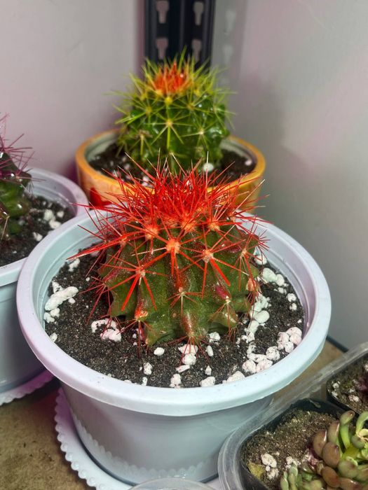 Шикарные кактусы пересажены