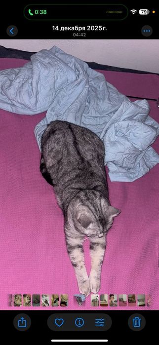 Пропал любимый кот