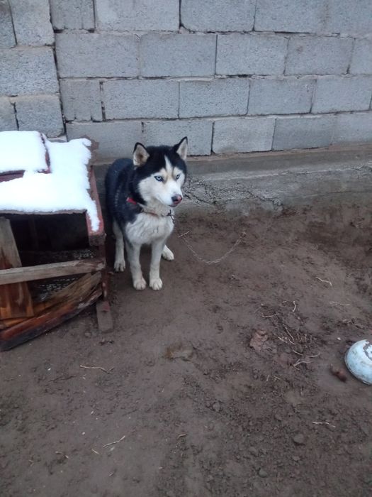 Хаски девочка 1,5месяц