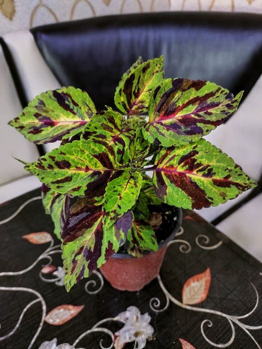 Колеусы, доставка