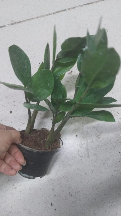 Продам комнатные цветы