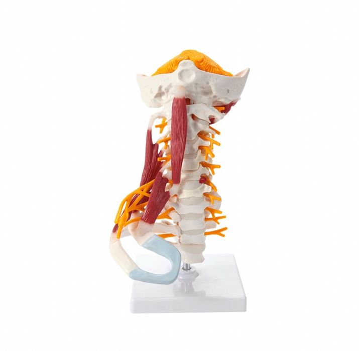 Anotomik mulyaj maket model.Анатомические модели муляжи макеты скелеты