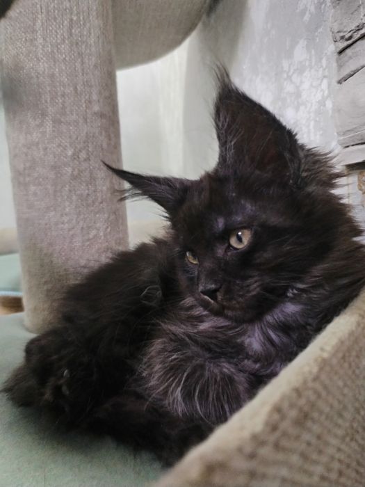 Девочка Мейн-кун с документами