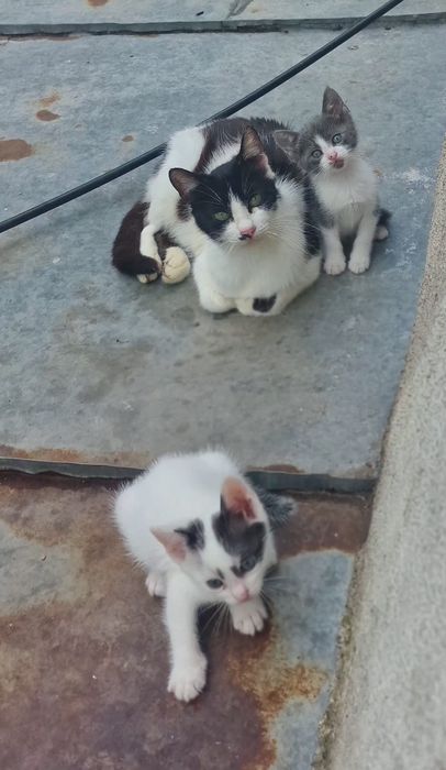 Donez pui de pisica si un motan  abandonat