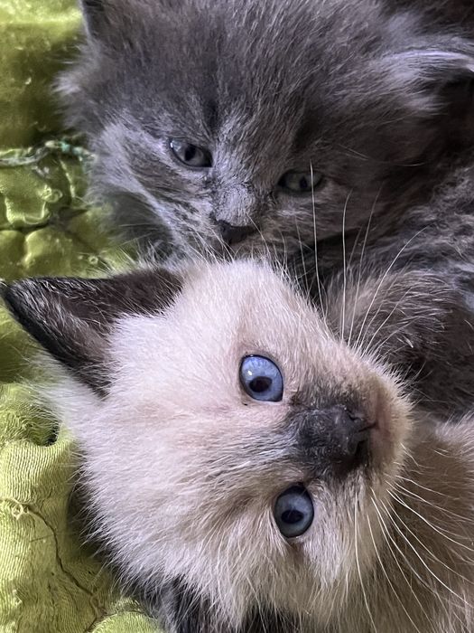 Продам очень красивых котят!