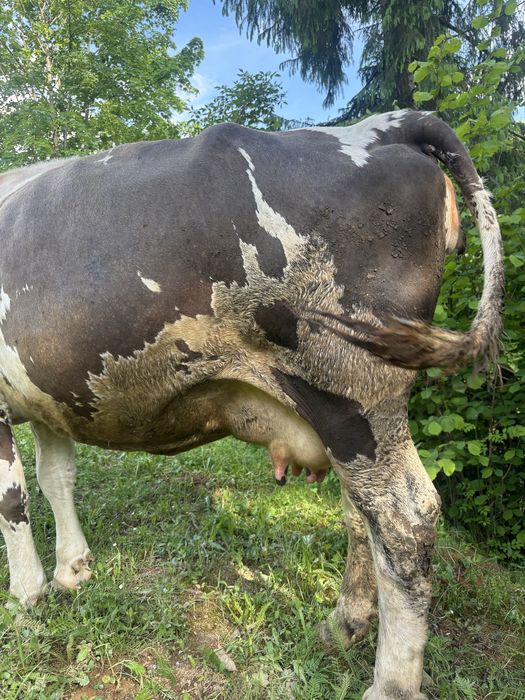 Vand vaca gestanta