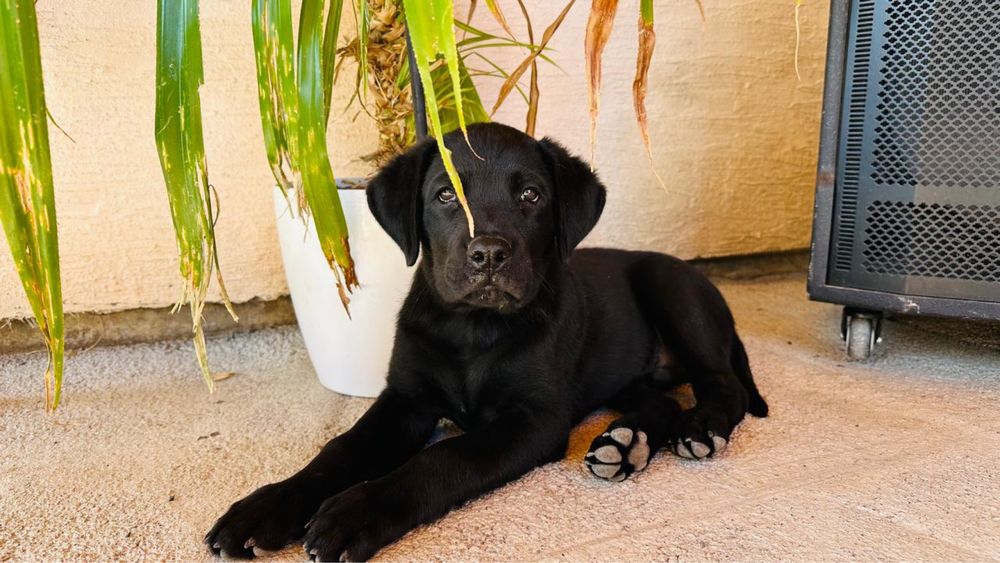 Продам красивых щенят