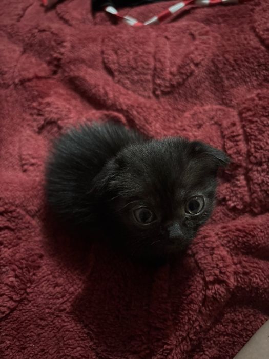 Отдам котенка девочку!