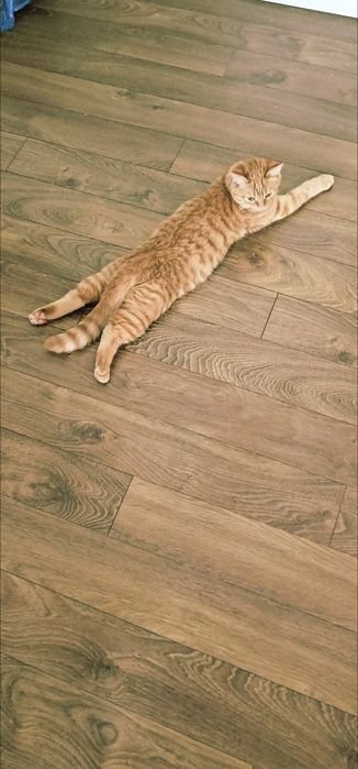 Кошечка для вязки