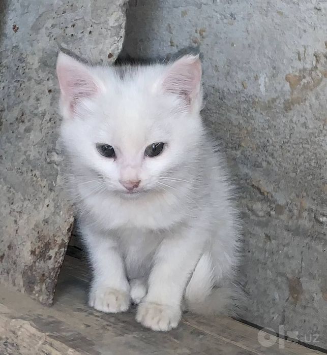 Котята и кошка даром в добрые руки
