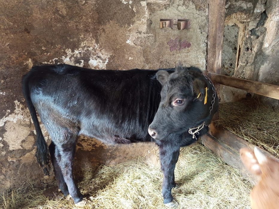 Продам годовалую телку