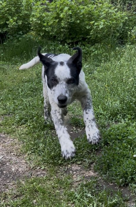Нашлась собака в районе ул Гетте и ул Элеваторская