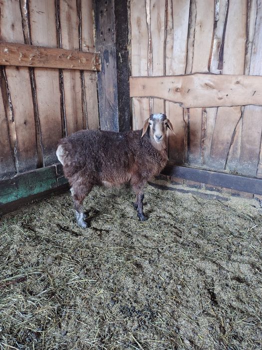 Продам кошкарчика