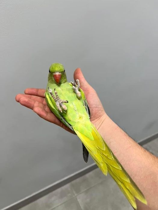 Papagali vorbitori pui blanzi micul alexandru alexander