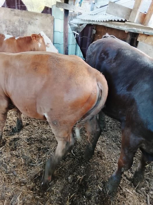 Vând 4 vițele bălțate