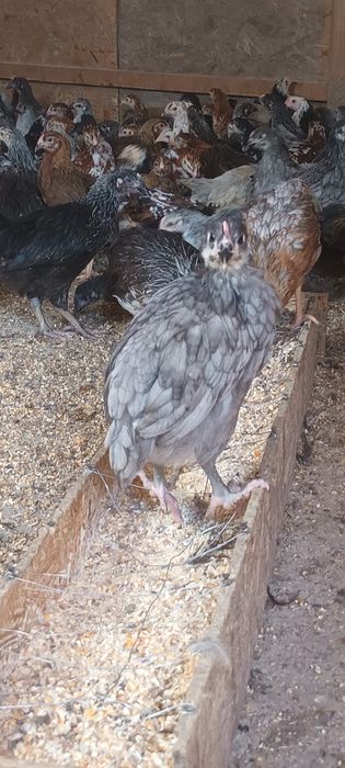 Gâscuțe,  pui mixti și price ouătoare de vânzare!