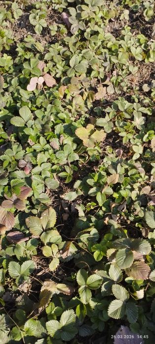 Продам землянику