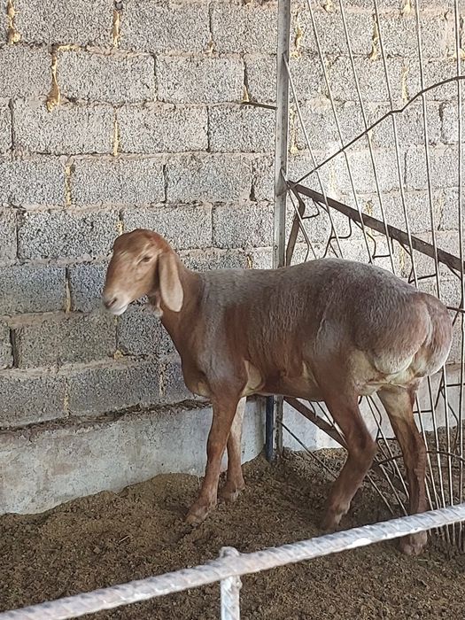 Solu qo'yla sotiladi