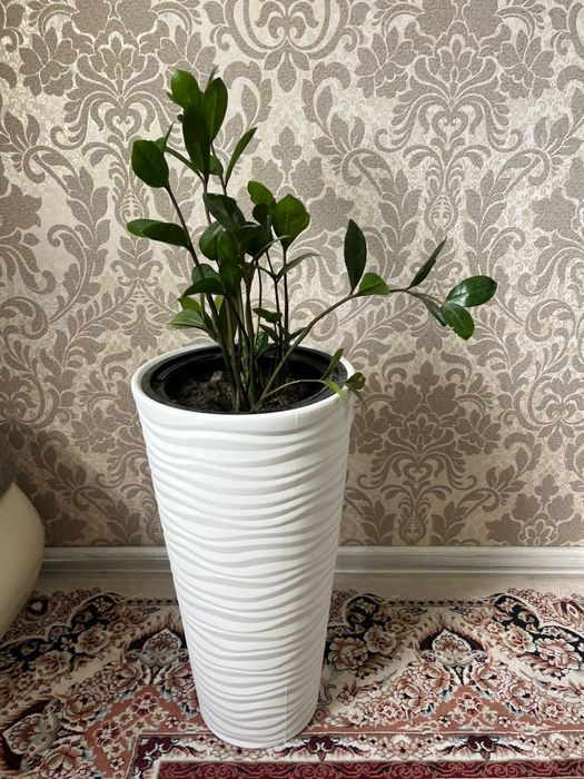 Замиокулькас (доллар)