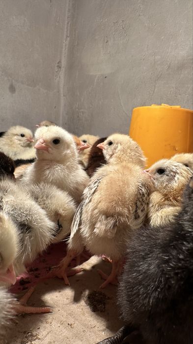 Продам цыплят: суточных, недельных