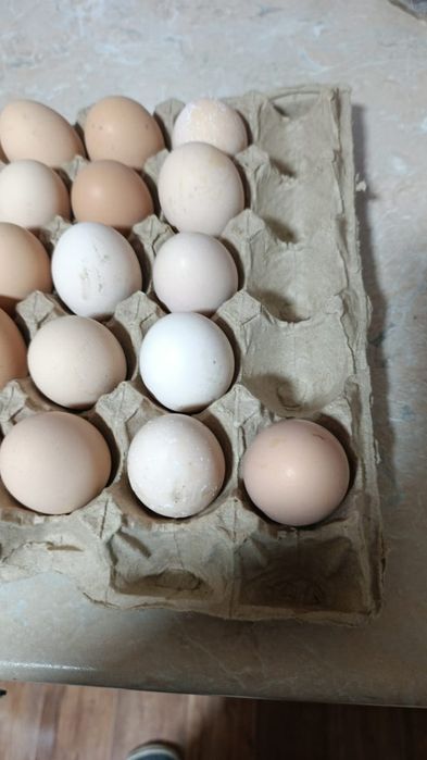 Инкубационные яйца гусей Линда индоуток крупной породы и кур домашних