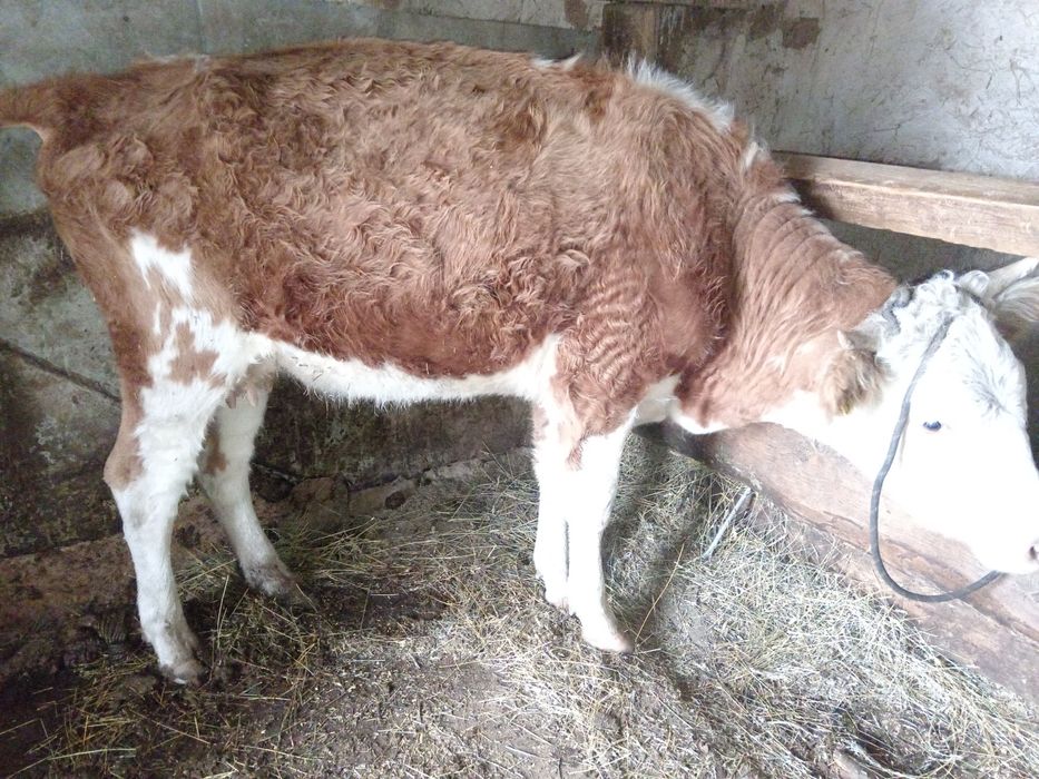 сиырлар сатылады