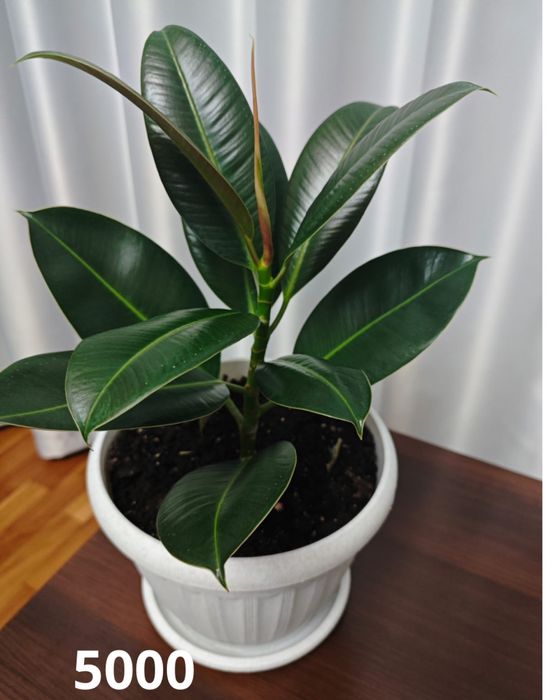 Фикус Замиокулькас Пеперомия Дерево домашние цветы.