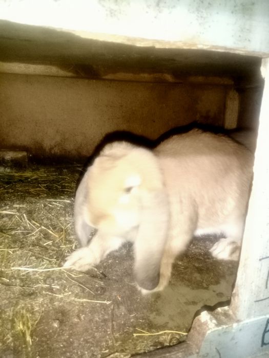 Продаются крольчата