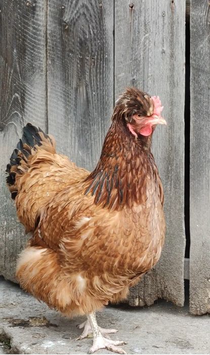 Ouă incubație găini mixt