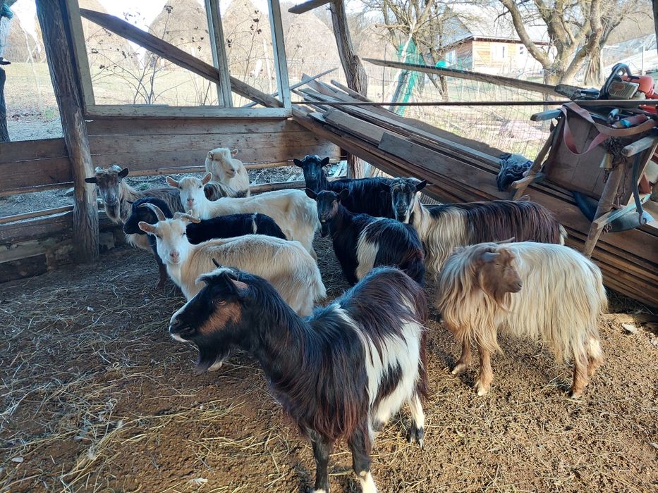 Vând capre gestante