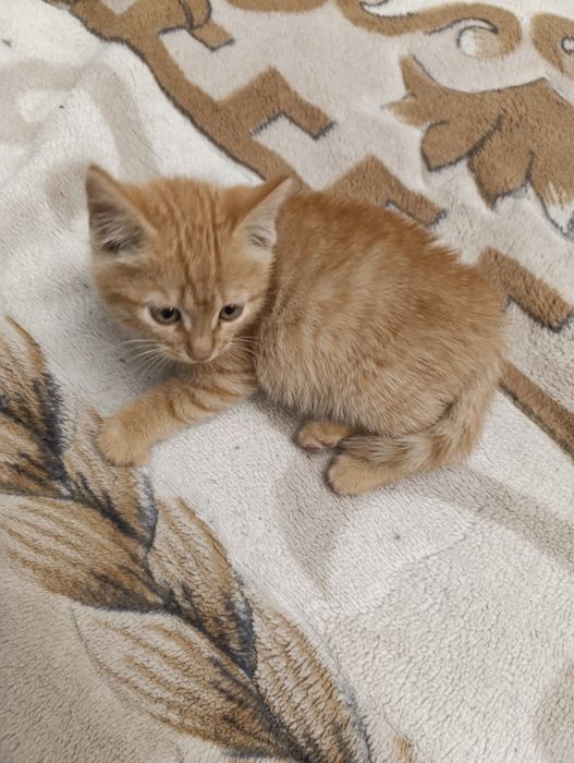 Отдам рыжего котика