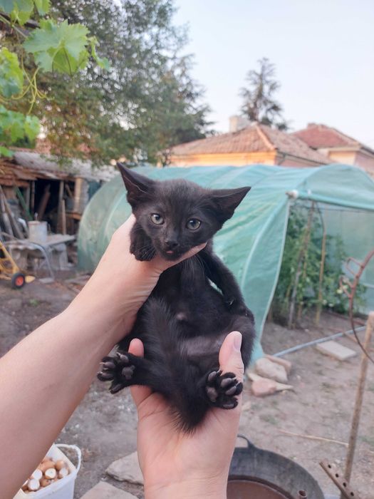 Подарявам котенца