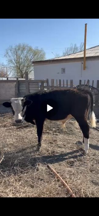 Баспақ семіз 1 жас