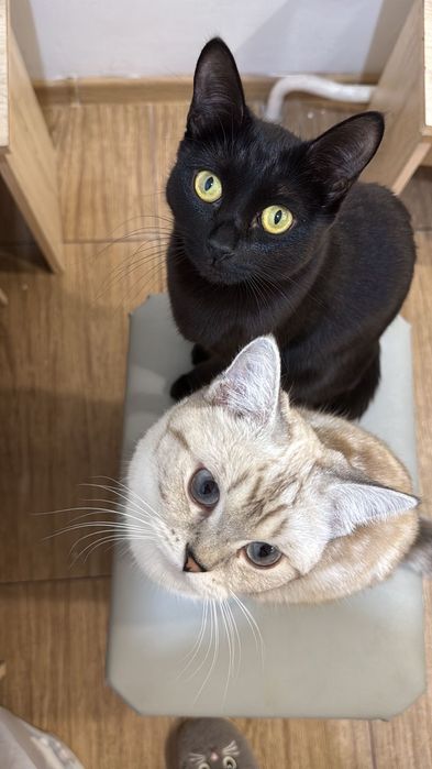 Отдам в добрые руки