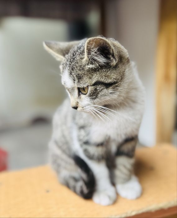 Котик ищет дом!