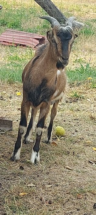 Țap Alpin francez de vanzare