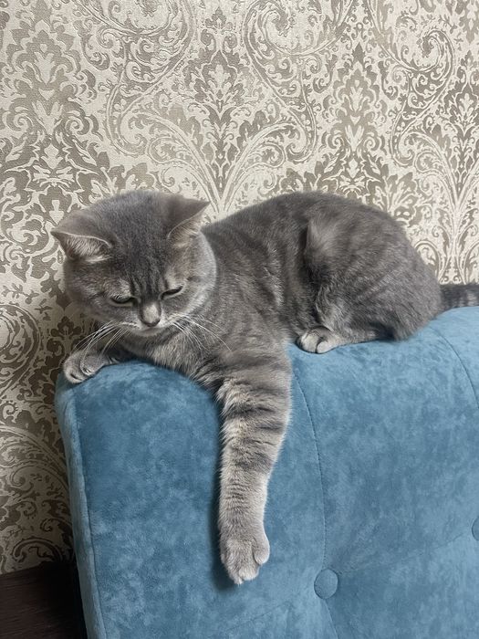 Британский кот в добрые руки