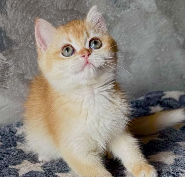 Fetiță superba british shorthair golden chinchilla! Pedigree WCF